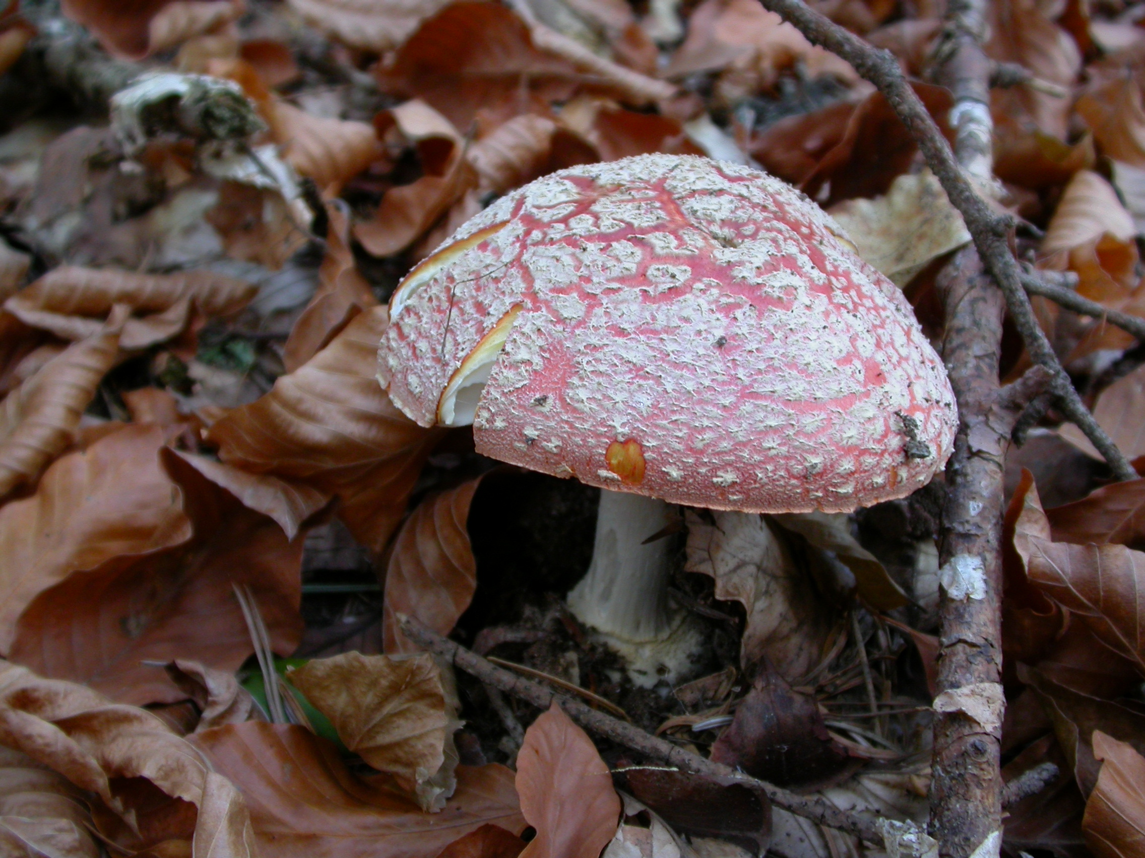 Sinek Mantarı - Amanita muscaria